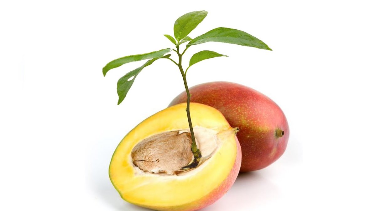 Como plantar semilla de mango