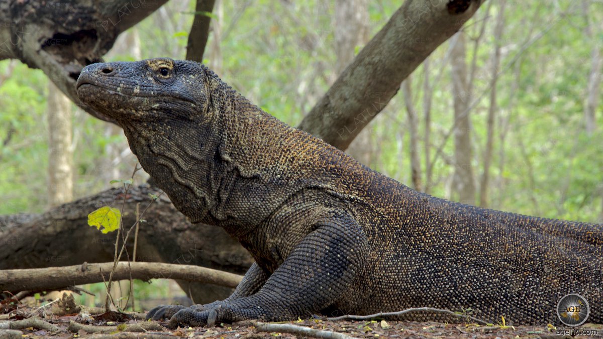 ART News & PR Europe (@presseverteiler) on Twitter photo Komodo Dragon Story agetm.com/natur-tiere/he… Outstanding photos and informations #animals #Indonesia #Komodo #Waran #Dragon Photo credits <a href="/PLATUX_ART/">Artist PLATUX Art Gallery</a> platux.de Komodo Dragon Story agetm.com/natur-tiere/he… Outstanding photos and informations #animals #Indonesia #Komodo #Waran #Dragon Photo credits <a href="/PLATUX_ART/">Artist PLATUX Art Gallery</a> platux.de