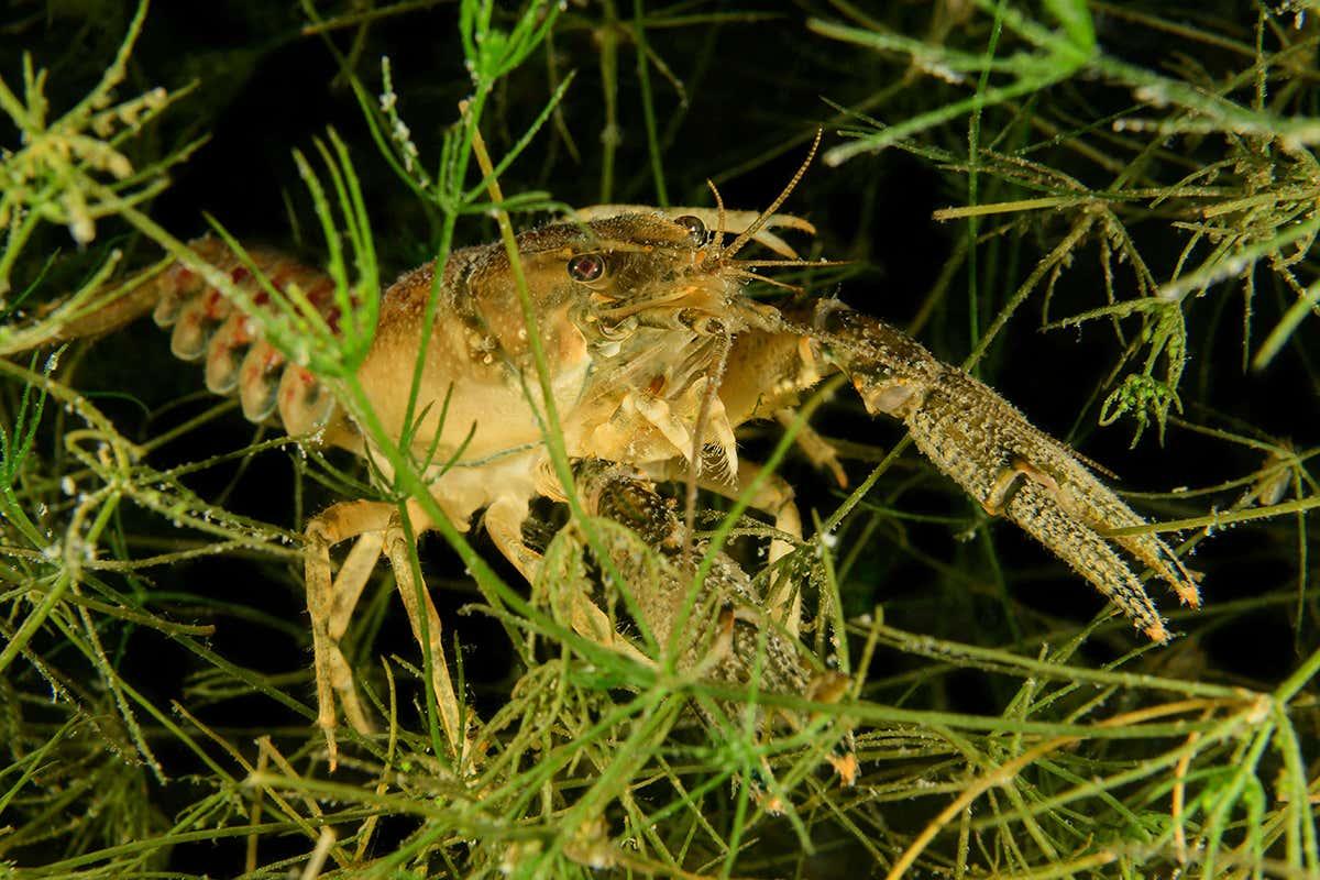 newscientist's tweet photo. Antidepressants leaking into waterways could make crayfish bolder https://t.co/lsSKFQAMjP https://t.co/DwRu759AVn