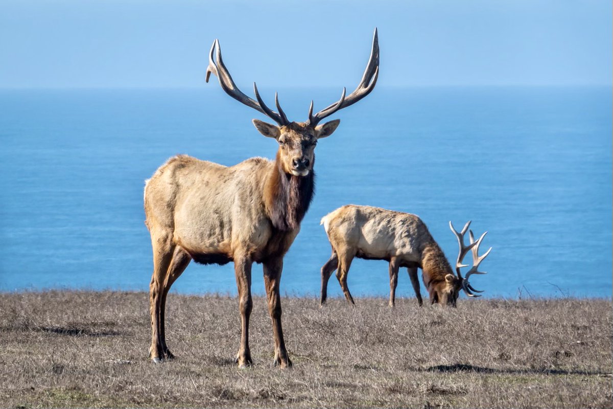 Help My Animal tweet media