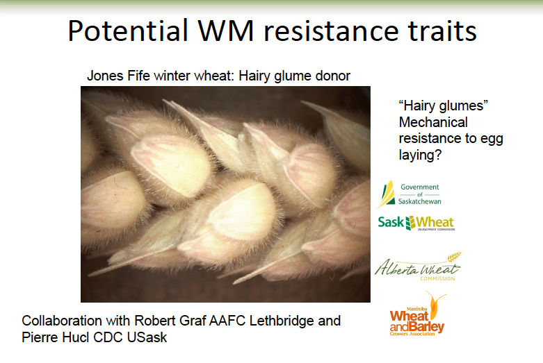 SeedWorldCAN's tweet photo. Our final keynote speaker on today's #SeedRetail webinar is @TylerWist1 talking about insect threats. New sources of resistance could be on the way! #westcdnag #cdnag https://t.co/1toFY40OLv