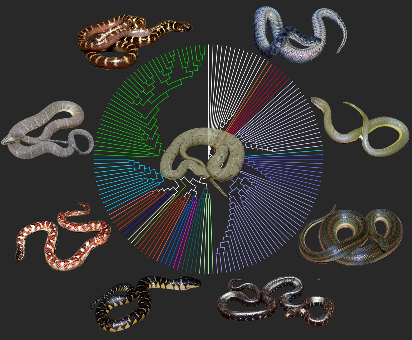 Justin Bernstein on Twitter: "If you're free June 25th, come check out the  @systbiol Ernst Mayr Symposium for a lot of amazing talks! 11:15 EST will  be my talk on the evolution