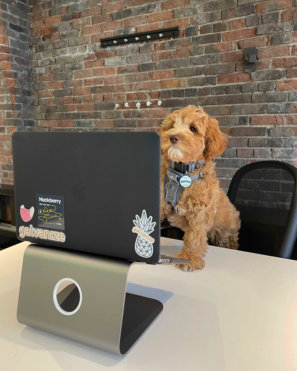 Who let the dogs in?? Check out our latest blog post about pet friendly perks taking over at tech companies including Galvanize! 

Read more through the link:

blog.galvanize.com/who-let-the-do…