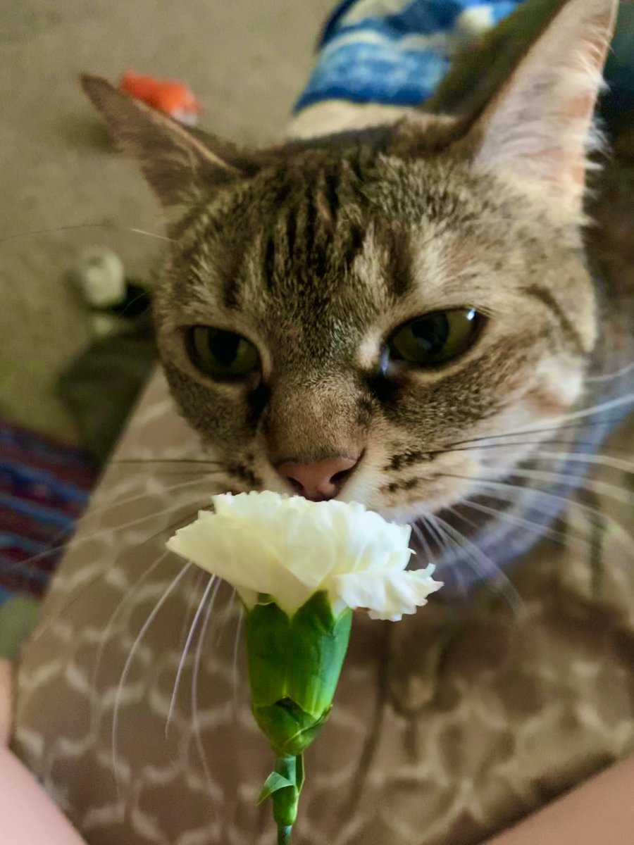 kimmyislame's tweet photo. @sarahschauer elsa aka chonky or chonkius https://t.co/UlclPKq2Q6