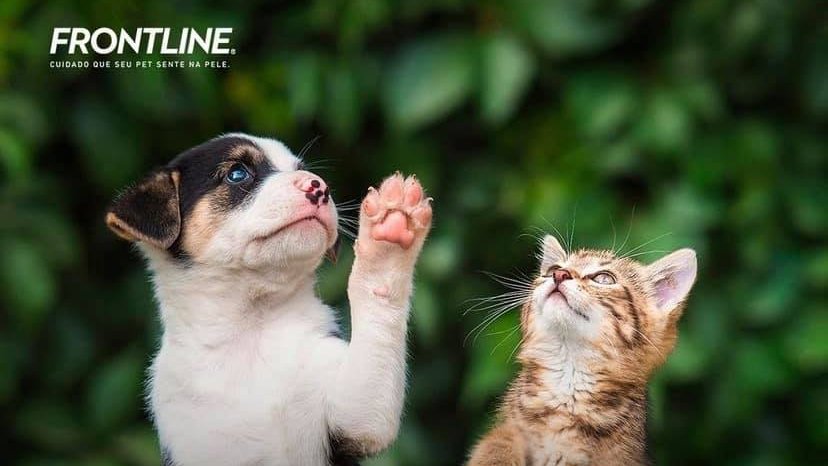 amparanimal's tweet photo. Sabia que a @frontline.brasil tem produtos contra pulgas e carrapatos para o estilo de vida de cada pet? Você protege seu companheiro de quatro patas e apoia a causa animal nos projetos da AMPARA! #amparaparceria #amparanimal #protecaoanimal #cuidadoscomoseupet #saudeanimal https://t.co/ibEco0SsuK