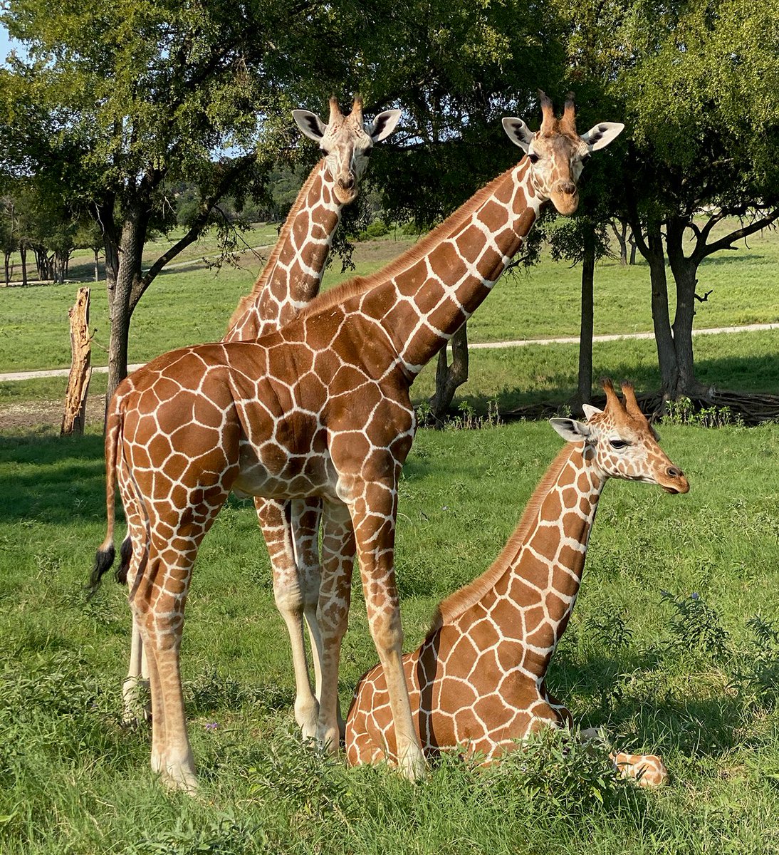 You can walk or run a #5K from anywhere &amp; support #giraffe #conservation at the same time! 
That’s what the #WorldGiraffeDay Virtual 5K is all about! The event is set for June 21-22, &amp; proceeds will go to @Save_Giraffe. 
For details &amp; sign up: runsignup.com/Race/TX/PilotP….