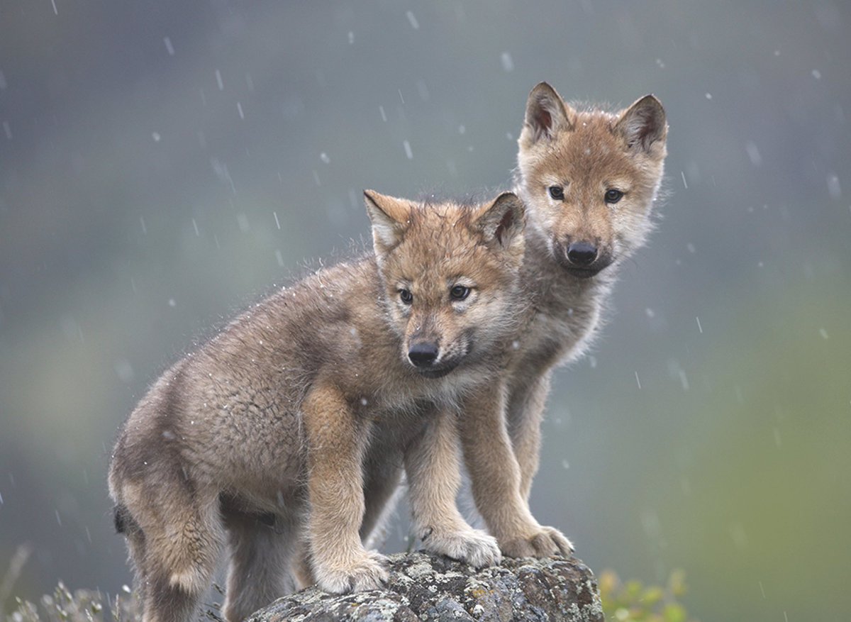 Idaho proves #wolves need federal protection:

• Unlimited #wolf tags for every hunter and trapper
• Private contractors to slaughter 90% of wolves in state
• Aerial gunning, "hunting" from snowmobiles, ATVs
• Night hunting of wolves allowed

ACT NOW: guardiansaction.org/graywolves
