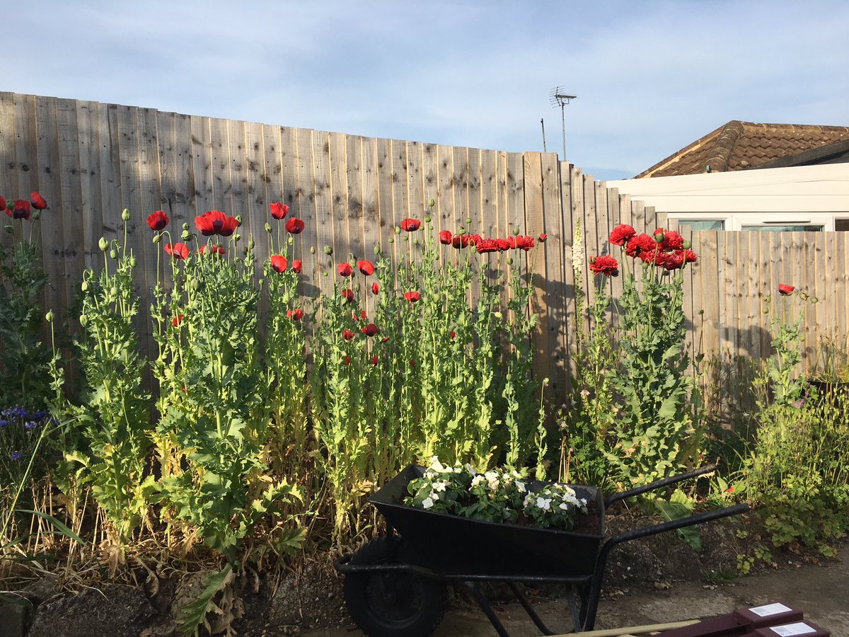 The garden has been great this year - hard work showing results. My very own poppy field has been an unexpected surprise 😍