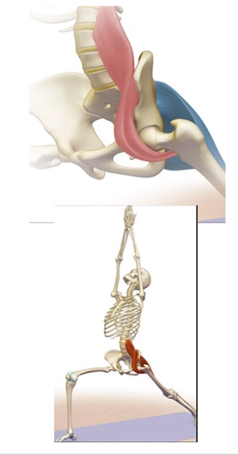 JoshuaHarrisMD's tweet photo. #Hip labral tears can masquerade as hip flexor (iliopsoas) problems - on the MRI, look how close the iliopsoas tendon (white arrow) is to the labrum (white asterisk). 

Follow the Warwick Agreement to ensure you treat the patient and not the MRI. https://t.co/SY7oS0l74W