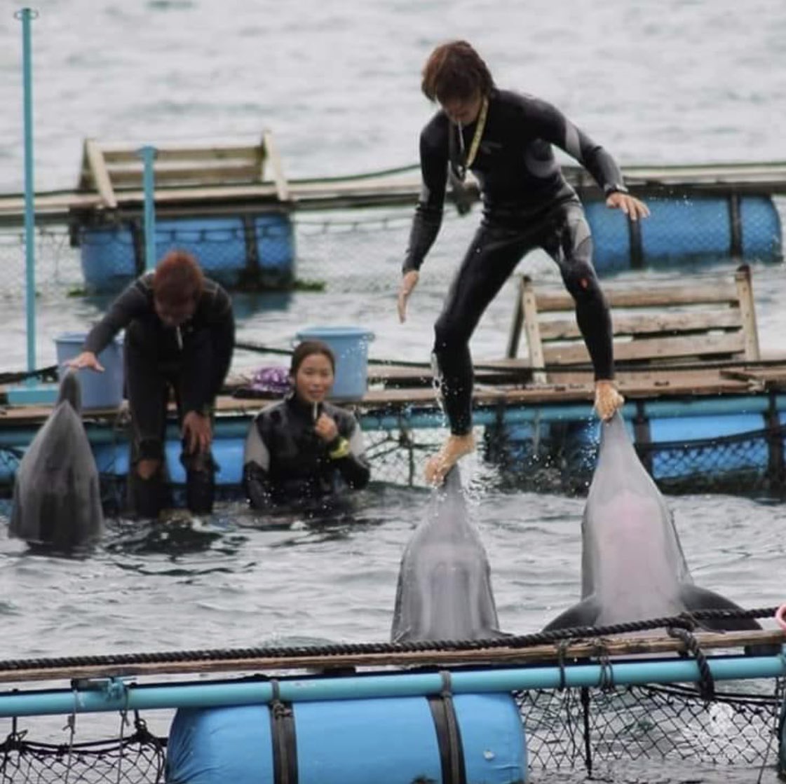 lilacjay2's tweet photo. @janodo36 @VTECYO2 @Dolphin_Project This is #Taij, #Japan. The second photo is evidence of ‘positive reinforcement’. The poor dolphin is so thin! Have you seen ‘The Cove’ Kylie? https://t.co/vzzXxCYNKM