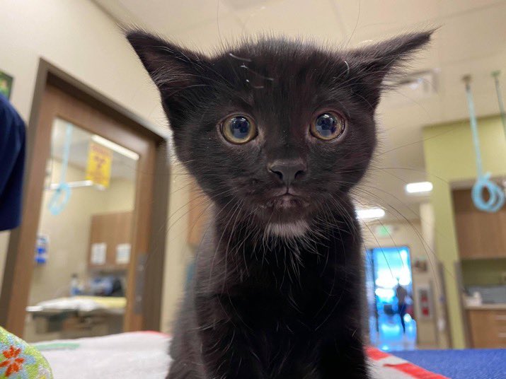 IvePetThatCat1's tweet photo. Meet Fitzgerald! He was adopted from Cats of Longstreet in VA. He is 1 year old and has Feline Periodontal Disease. He hates having his teeth brushed. He can only have soft foods so his teeth are protected. Fitz zooms around a lot. He’s only snuggly when he wants to be. https://t.co/R9EOTvvhgV