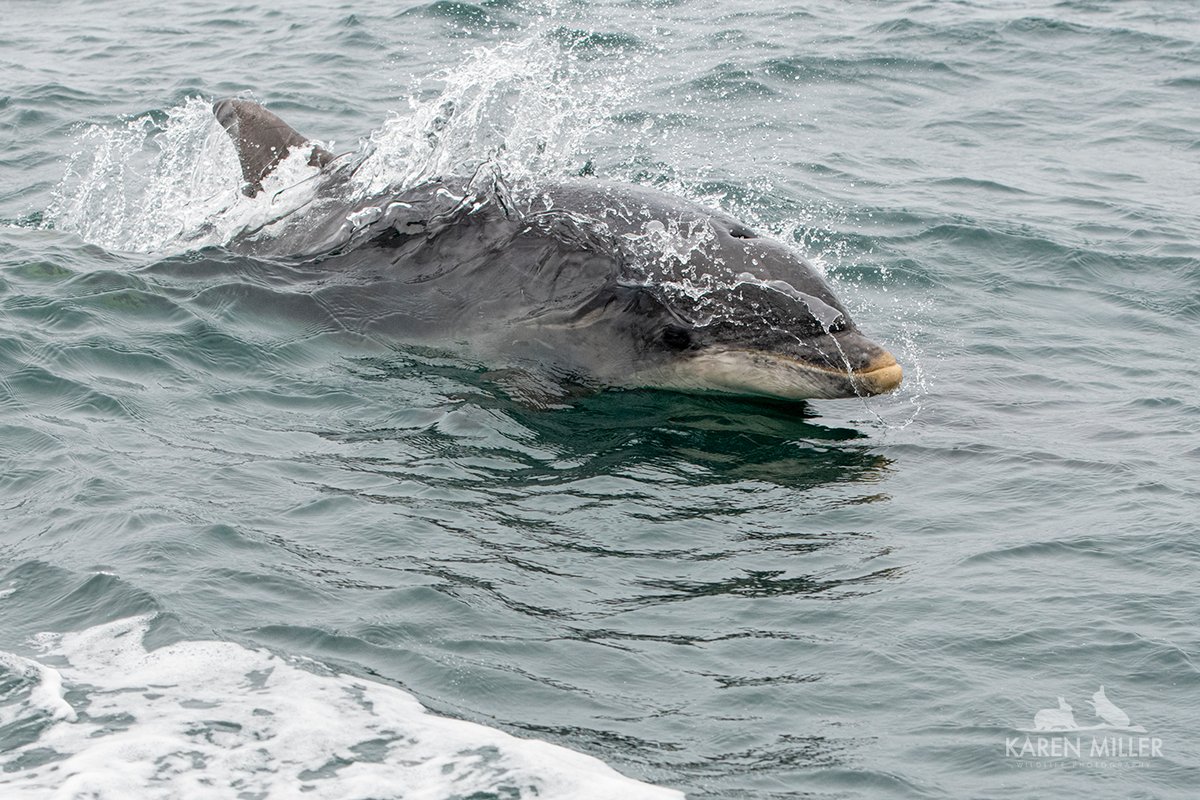 Great to see a small pod of bottlenose dolphins en route back from Lunga on Saturday, a nice way to end my 3 days away.

@Dolphinsighting @whalesorg @coastal2008 @Lochvisions @Dolphinchaz #dolphin #bottlenosedolphin @UKNikon @RSPBScotland @WildlifeMag