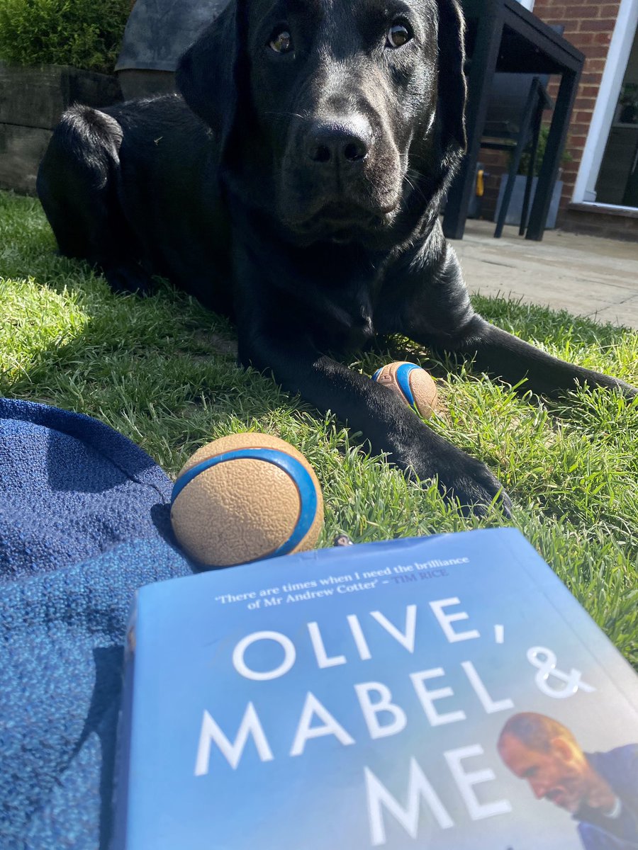 Lady .... I don’t know what’s wrong with you ... and I don’t know why you have that silly thing on your arm.... but PLEASE put that book down and play with me!
<a href="/MrAndrewCotter/">Andrew Cotter</a>  #IVantibotics #cellulitis  #barrythelab