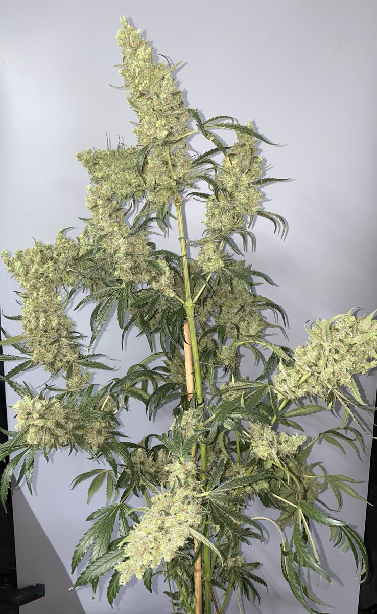SeedsBc's tweet photo. Sweet Skunk x C99, crossed again with C99.           Tall, two of those are topped. Frosty, makes for a good melt. Taking requests for a free mail-out. Must be Canadian, of legal age, with some pro Craft Cannabis and/or anti-racist/anti-fascist in your tweeting. https://t.co/MPUtWKZqhi