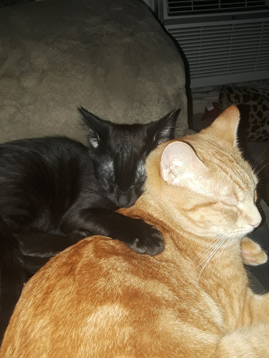 r0gues_fr0ntier's tweet photo. My real life kitties
#catsathome #gingerkitties #blackcats #fluffykitties #catlife #ilovecats https://t.co/8cqjMZpile