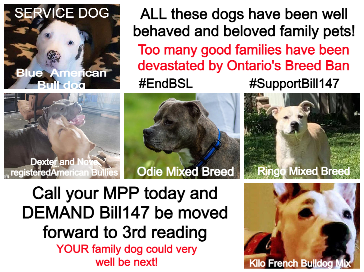 Fayclis's tweet photo. #PCPO #onpoli #ONDP #media STOP animal control from seizing good family dogs and devastating #Ontario families. Time to remove breed discriminatory language in the Ontario Dog Owners Liability Act. #EndBSL #EndTheBan #SupportBill147 #ServiceDog #PTSD #mentalhealth #DogsAreFamily https://t.co/nFQprUPtwa