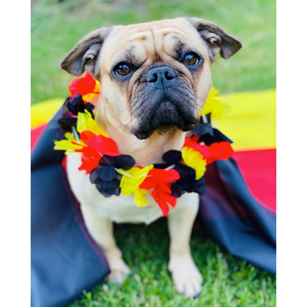 BinesWelt1's tweet photo. Los geht’s …
wir drücken Deutschland 🇩🇪
die Daumen 🍀
#herbstliebe #französischebulldogge #mops #hund #frenchie #bulldog #bulldogmix #pug #bully #dog #doglover #instagramdogs #frenciepuppy #dogstragram #frops #em #Europameisterschaft #Deutschland #fussball #europa https://t.co/TybTk9GpWm
