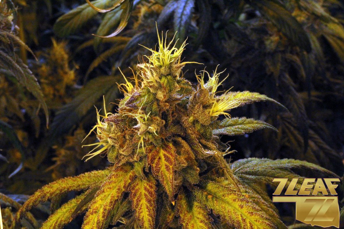 7Leafok's tweet photo. Lemon Buttercream is almost ready 🤤
-
-
-
#7leafok #lemonbuttercream #geneticsmatter #strainhunter #cannabiscommunity #oklahomagrown #comingsoon https://t.co/ubUhCHQI51
