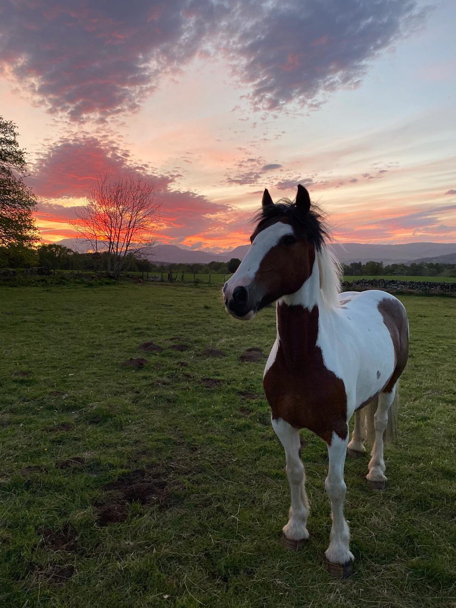 curstaidh robertson tweet media