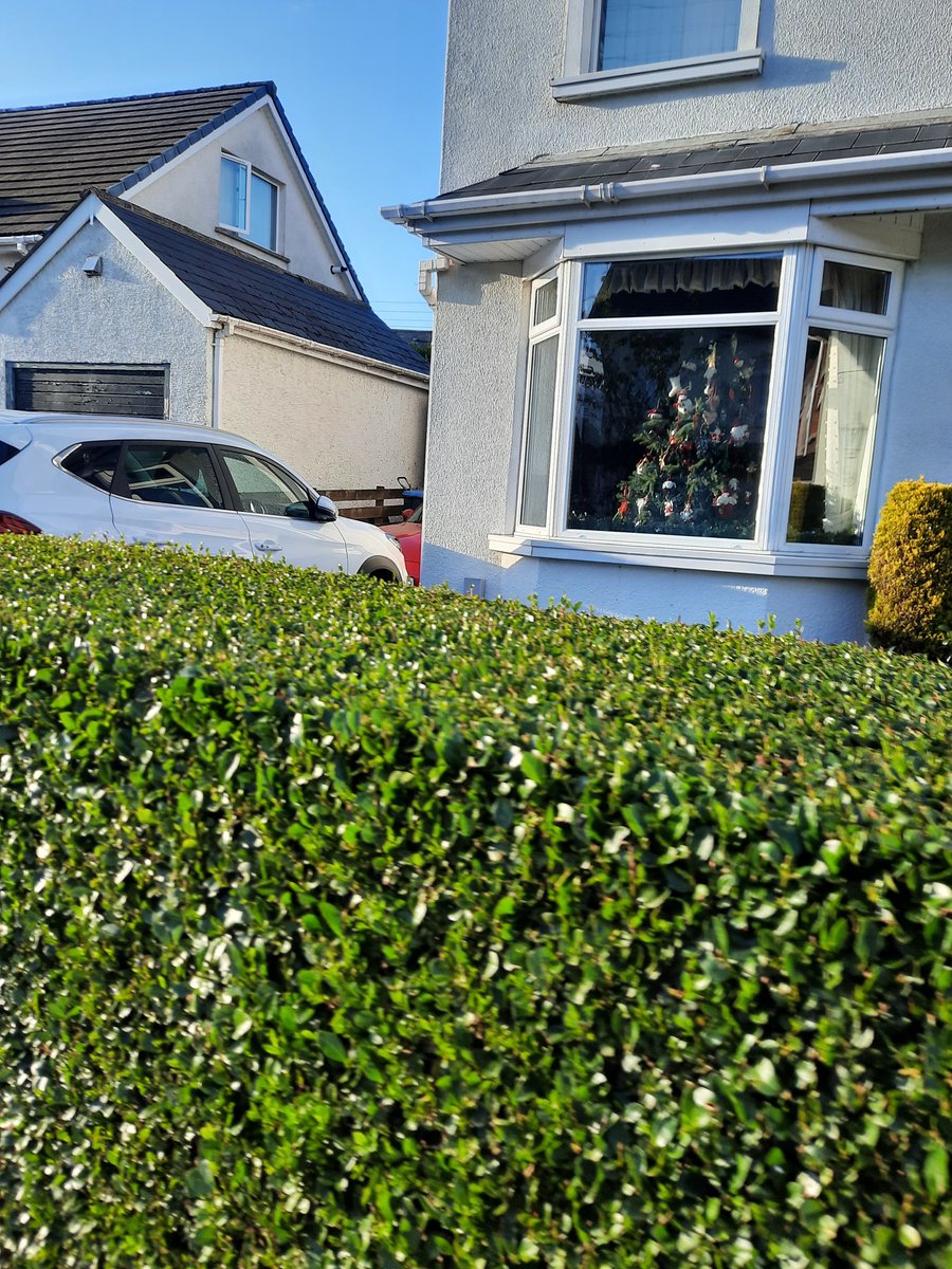 I admire their tenacity #christmasinjune