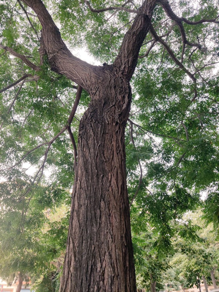 BellverMj's tweet image. My contribution 🌳💚
#thicktrunktuesday #arbol 
#urbantree #fotografia