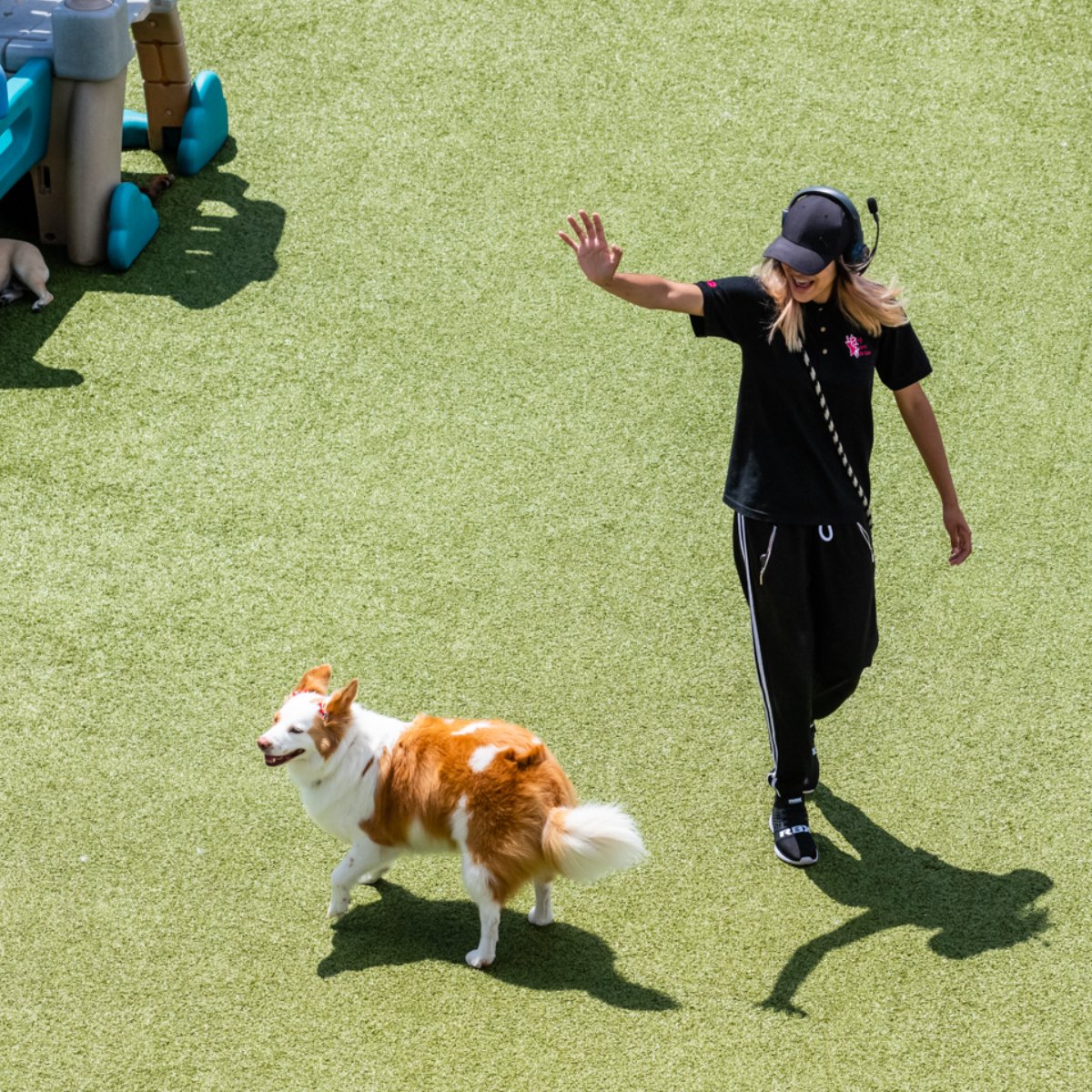 PupStarsPetCare's tweet photo. We’ll provide the knowledge and expertise for training -- just bring your pups in and get ready to have some fun! #PupstarsPetCare #ChicagoDogDayCare #ChicagoDogs #Dogs #PUPSTARS #DogWalking #DogGrooming #ChillyDogs #DogsOfChicago #Pawparazzi https://t.co/6bBpsVejhW