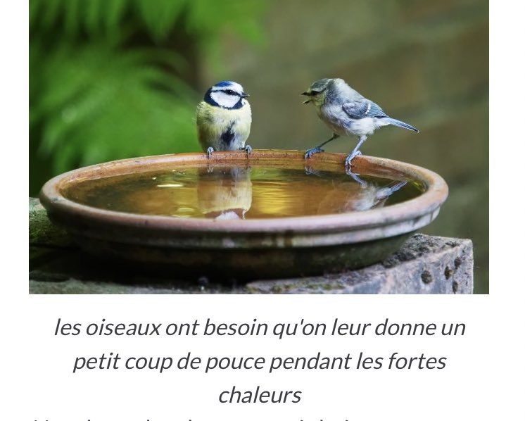 aba_lynda's tweet photo. Nous  avons 🥵 et soif , et bien les animaux aussi, ceux qui vivent ds nos jardins : Oiseaux, mammifères, insectes, araignées, crustacés terrestres, amphibiens, reptiles… 
Mettez une soucoupe  d’eau fraîche dans des endroits calmes .
Qlq conseils en images . https://t.co/kyFvtWLi62