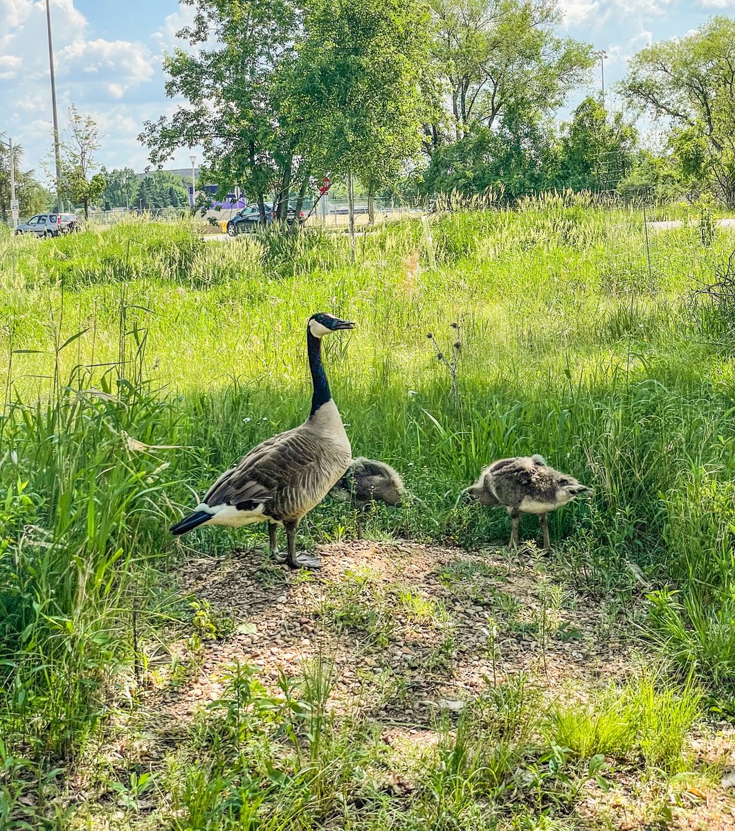 Happy #NaturePhotographyDay ! 

Enjoy these pictures of the UWSP campus taken by some of our IT Service Desk staff.

Grab your camera and head outside today to take your own tree-mendous nature photos!

#Nature #Photography #UWSP