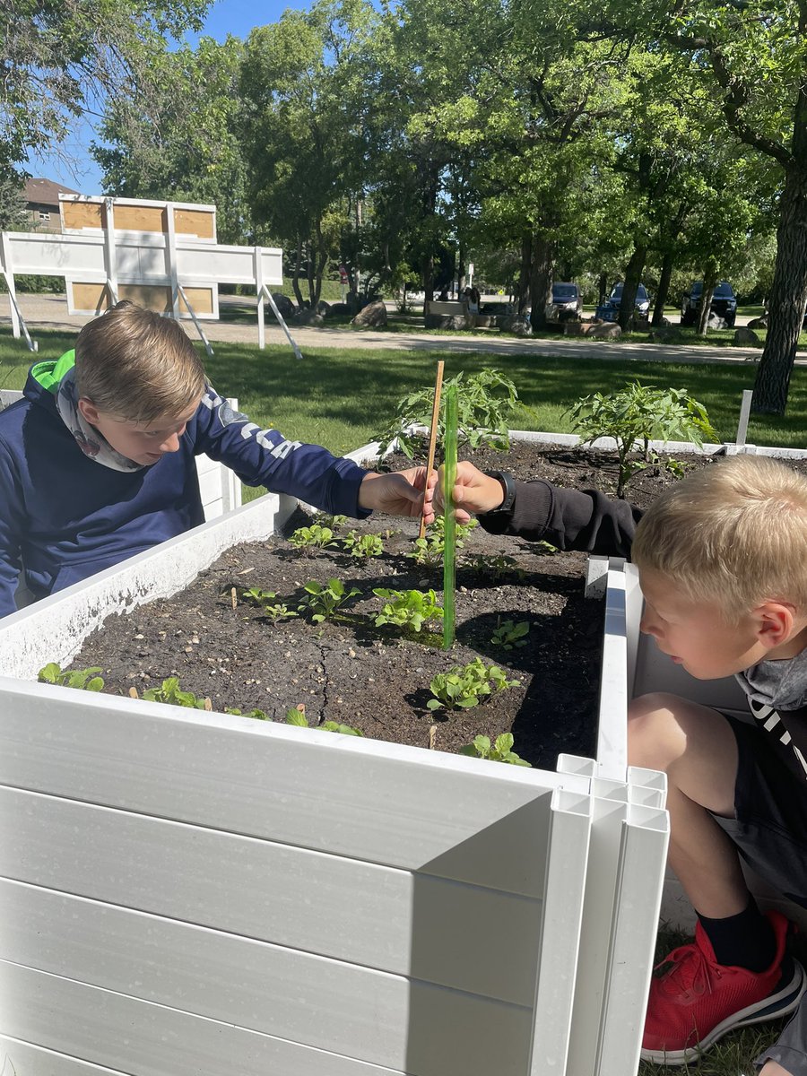 mskcorbin's tweet photo. Measuring the growth of our ‘Mystery Seeds’ &amp; using the data to make bar graphs. @grahamzie #hsdlearns https://t.co/oA08RTtC7O