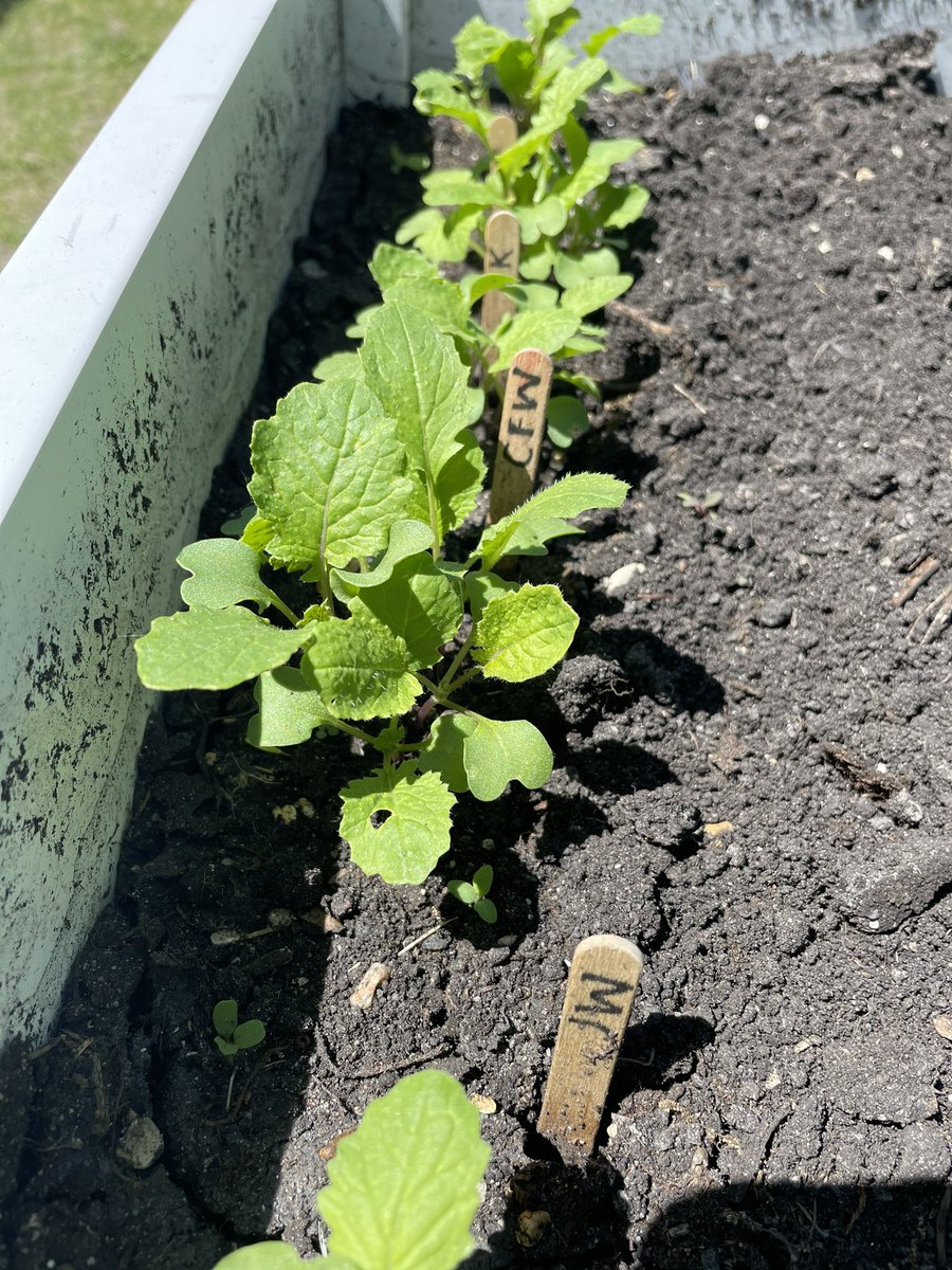 mskcorbin's tweet photo. Measuring the growth of our ‘Mystery Seeds’ &amp; using the data to make bar graphs. @grahamzie #hsdlearns https://t.co/oA08RTtC7O