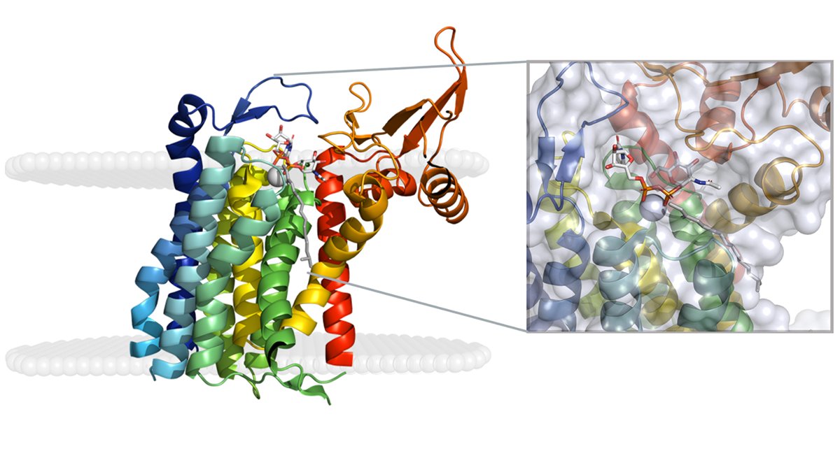 MIT Biology (@mitbiology) on Twitter photo PGT enzymes catalyze the pathway that builds the sugar-rich protective coating on many cells. In a <a href="/PPPublishing/">Portland Press</a> review, Barbara Imperiali, <a href="/allenlab/">Allen Lab</a>, and <a href="/Otoole4K/">Katherine O'Toole</a> discuss insights into two unique PGT superfamilies: bit.ly/3pXdqhJ PGT enzymes catalyze the pathway that builds the sugar-rich protective coating on many cells. In a <a href="/PPPublishing/">Portland Press</a> review, Barbara Imperiali, <a href="/allenlab/">Allen Lab</a>, and <a href="/Otoole4K/">Katherine O'Toole</a> discuss insights into two unique PGT superfamilies: bit.ly/3pXdqhJ