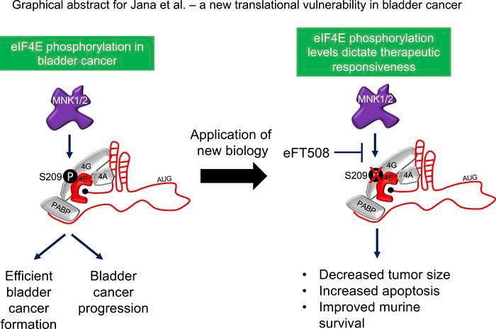 JCI insight (@jci_insight) on Twitter photo .<a href="/HsiehLab/">Hsieh Lab</a> <a href="/fredhutch/">Fred Hutch Cancer Center</a>: mRNA translation is a therapeutic vulnerability necessary for bladder epithelial transformation: buff.ly/2TvOp1f
#Oncology .<a href="/HsiehLab/">Hsieh Lab</a> <a href="/fredhutch/">Fred Hutch Cancer Center</a>: mRNA translation is a therapeutic vulnerability necessary for bladder epithelial transformation: buff.ly/2TvOp1f
#Oncology