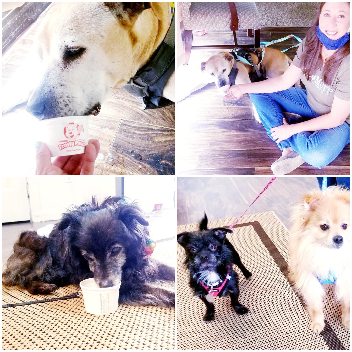 Soulmutts1's tweet photo. Spent time today giving special @FrostyPaws treats to special frosted faces!🥰 When you shop us in June, a portion of every single purchase supports the pups at The Sanctuary for Senior Dogs, like forever fosters Clementine &amp; TC &amp;  adobtable Kit &amp; Rooney!💛🐾 #apparelwithapurpose https://t.co/EwyLCpHmks