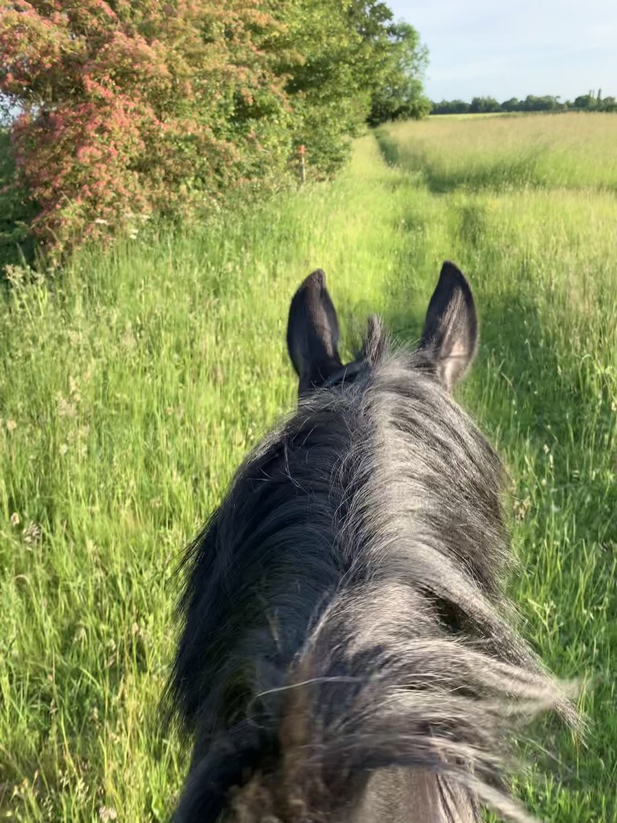julesbrinkley's tweet photo. Lunchtime stroll with one gorgeous boy and evening hack with another. What perfect days are made of. https://t.co/WL0EhcyJq6