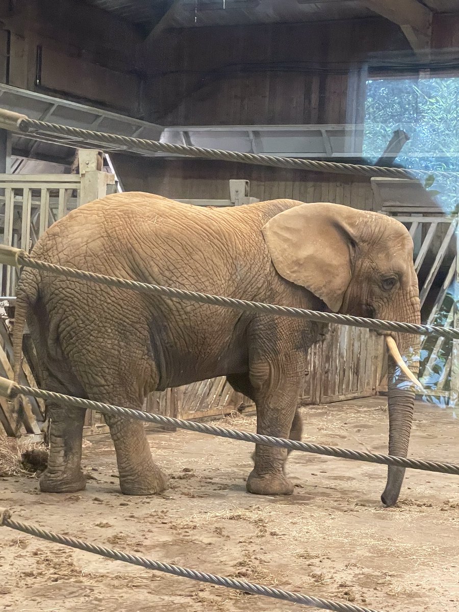earlyyearsefc's tweet photo. Early years students enjoyed a day at the zoo today, very good for our health and well being thankyou @ColchesterZoo @NCCEpping_ @CACHEORG https://t.co/pgUI5FQRJI