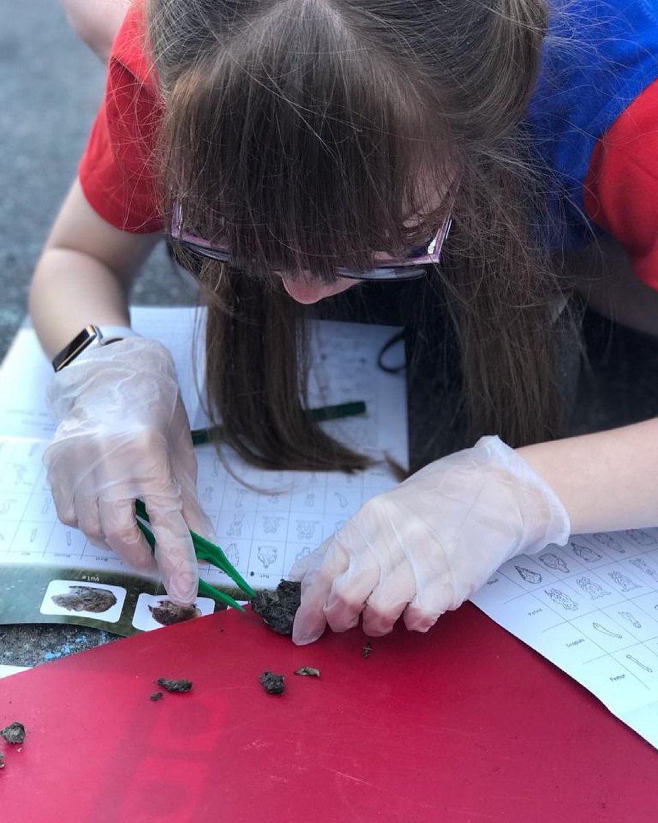 445liverpoolGG's tweet photo. Guides became pellet detectives tonight! Six skulls we found! @suffolkowls @Girlguiding_NWE @girlguiding @MerseysideGG @GuidingMembers #stem #guides #girlguiding #merseysidemagic https://t.co/nYxhPW0L6P