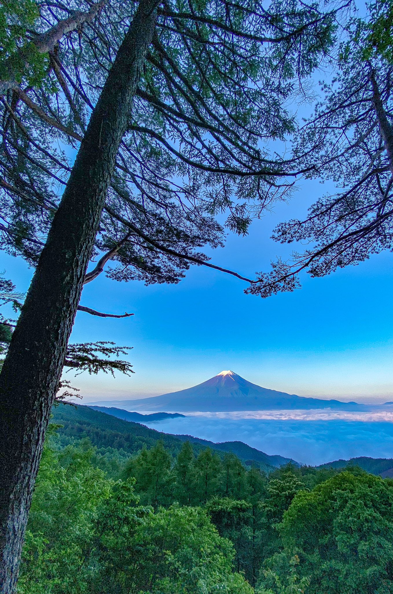 Take 林の向こうに 待ち受けにどうぞ 富士吉田 冠雪 雲海 T Co V4xlv1cwvw Twitter