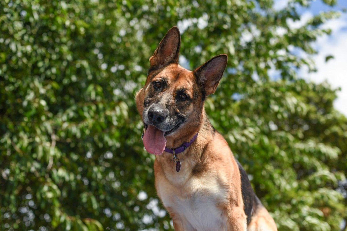 LimelightPet's tweet photo. Meet Cookie! She is a 5-year-old GSD waiting for her forever home with our friends @TacomaHumane She is fun, playful and oh, so smart. She needs to be the only pet in the home to soak up all the love. Stay tuned for more information about this sweet girl!
#seattlepets https://t.co/h3XH3FB9FS