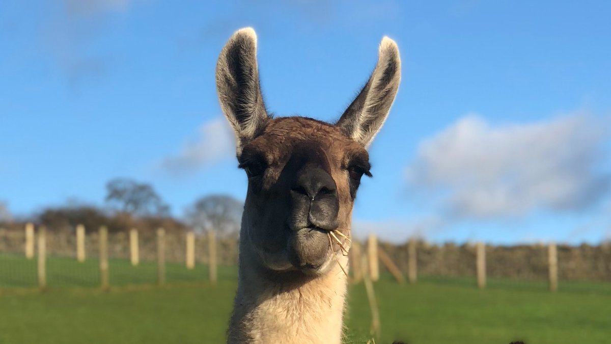 Nidderdale Llamas tweet media