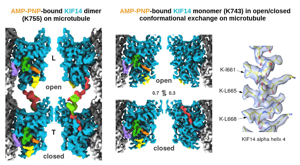 matthieuBenoit1's tweet image. nature.com/articles/s4146…
Since preprint, the #CryoEM datasets were further processed with #Relion to separate kinesin dimers or coexisting conformations on microtubules. 3 of 20 structures (2.7-3.9 Å) below. @SosaLab4 @SEMC_NYSBC #kinesins #microtubules #biophysics #cellbiology