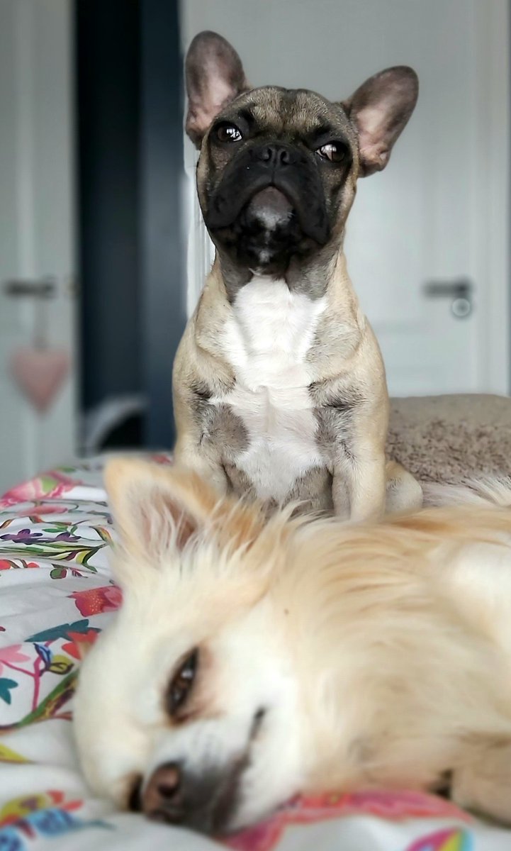 in_morton's tweet photo. wee Columbo has now taught Wilbur to take a shot at watching for the postie while he takes a snooze. There is now almost complete daytime cover for #postiewatch https://t.co/8Ra8GAxK1t