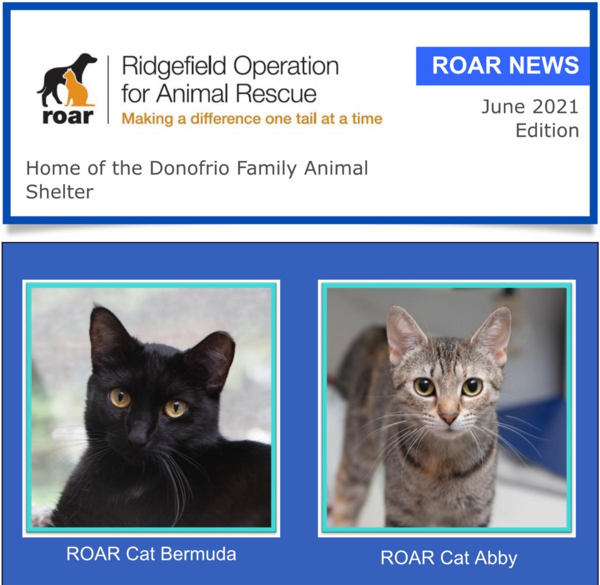 What's been happening at ROAR: June 2021 NewsKitten Season, Recent Adoptions, Pet Profiles, ROAR Therapy Dogs, Happy Tails, Upcoming Events and More! conta.cc/3xhyEcS
