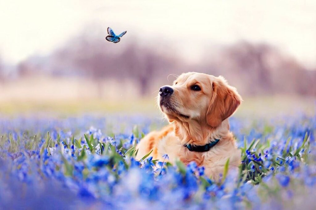 Artùdacamelot tweet media