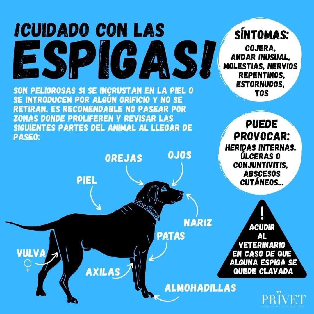 ApataTalavera's tweet photo. 🛑¡Cuidado con las espigas!🛑
Cualquier mero síntoma acudid a vuestro veterinario de confianza🙌👩🏻‍⚕️🐾
❤ ¿NOS AYUDAS A SEGUIR SALVANDO VIDAS? ❤
💚 Ayúdanos económicamente mediante el teaming por solo un euro al mes:
https://t.co/bfnuKnCiQ3 https://t.co/Zxz9VEA9hh