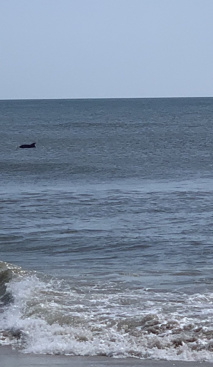 hppy2bemom's tweet photo. The sealife was out today! Beautiful day at Guana! @LewTurner @FCN2go https://t.co/XiJYkna2un