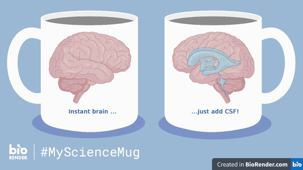 Instant brain, just add CSF: #MyScienceMug with @BioRender