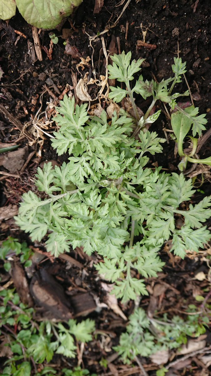 仙台 宮城 Ohama おはま よもぎ蒸しの進化系 ビオスチーム店主です Ohamayomogi Twitter