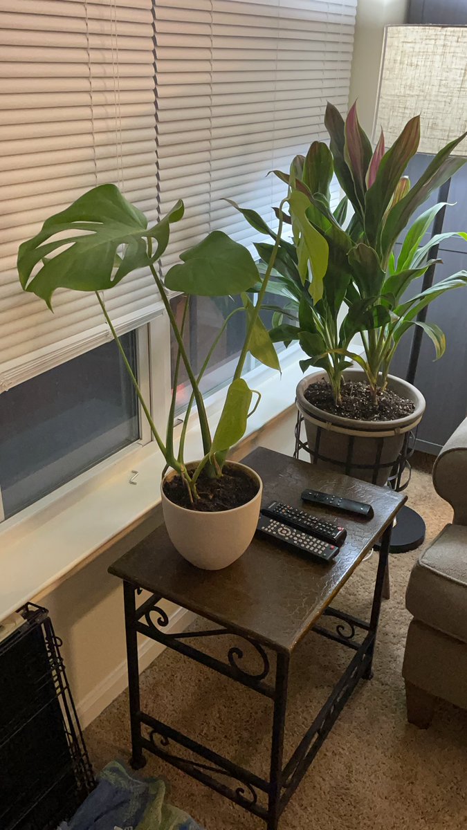 So thankful for my co-intern gifting me a monstera she propagated from her own 😭 look at this beauty <a href="/AmyBlasiniMD/">Amy Blasini</a>