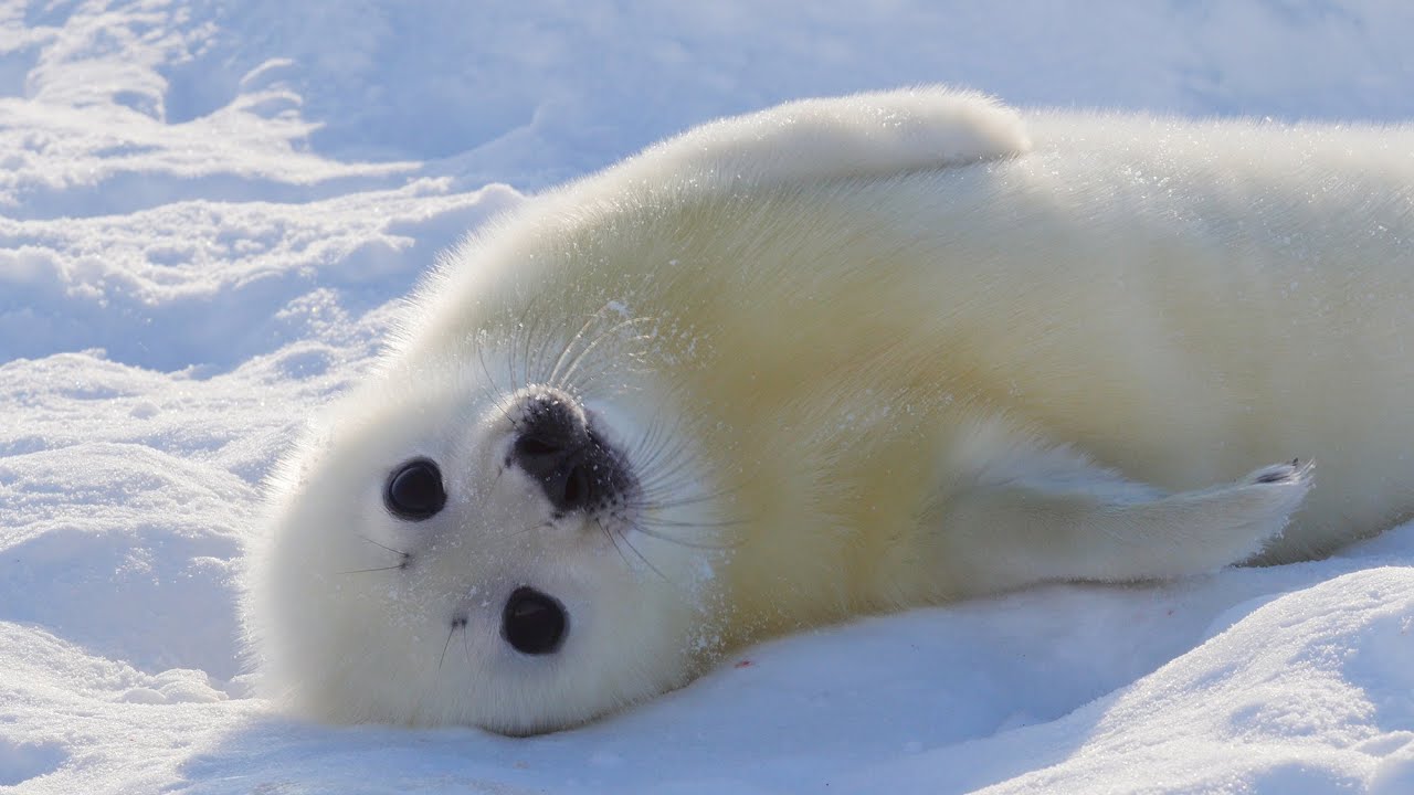 Youtube クリエイター 急上昇クリエイター アザラシの赤ちゃん Ch 動物写真家である小原玲さんが アザラシの赤ちゃんの魅力を発信中 思わずクリックしたくなるキュートなサムネイルや伝わりやすい動画タイトルの付け方など ぜひ参考にして