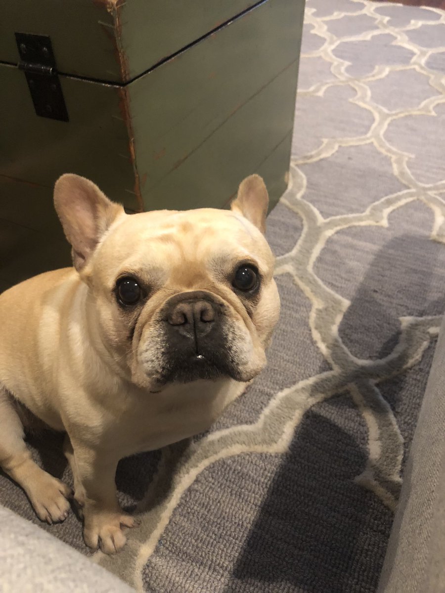 BrMcCormick17's tweet photo. Pretty solid bat ears! #EarsToVets #ratemydog @dog_rates https://t.co/7TOR0RCdCh